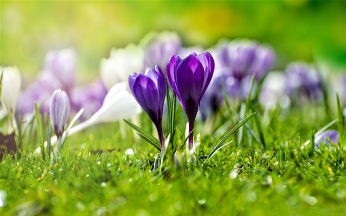 Field of flowering crocuses-Spring Flowers HD Wallpaper Views:8496 Date:2016/3/28 7:07:13