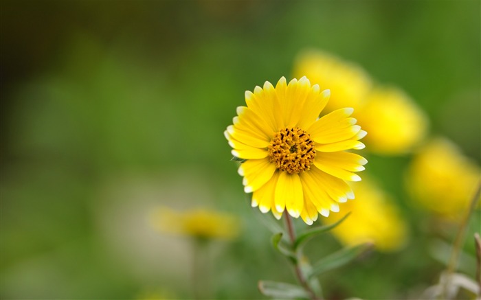 Flower macro petals blur-High Quality HD Wallpaper Views:7087 Date:2016/3/11 6:37:19