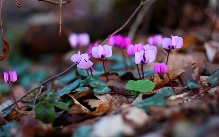 Os ramos de flores deixam a primavera - Macro Photo HD Wallpaper Visualizações:7814