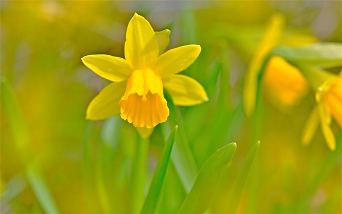 Golden daffodils bokeh-Spring Flowers HD Wallpaper Views:9013 Date:2016/3/28 7:09:20