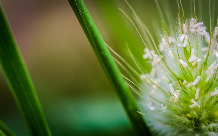 Gotas de relva flor bokeh-Macro Photo HD Wallpaper Visualizações:7241