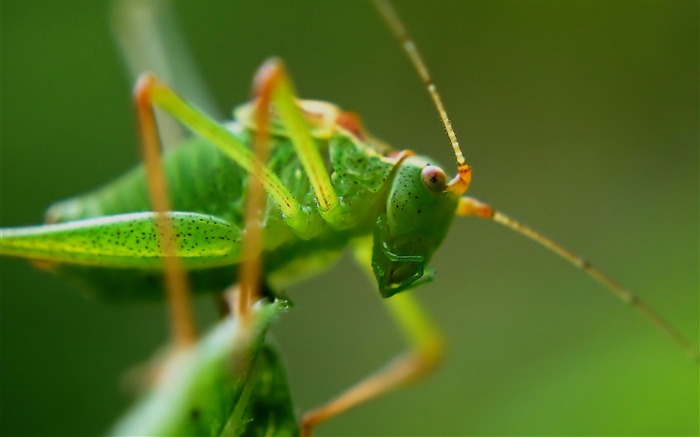 Grasshopper insect macro-High Quality HD Wallpaper Views:9026 Date:2016/3/11 6:40:00