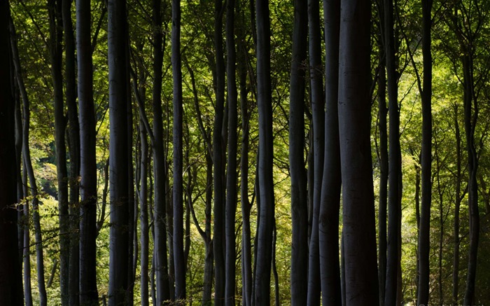 Vert Beeches Forêt-Allemagne Rugen HD Fonds d'écran Vues:8036