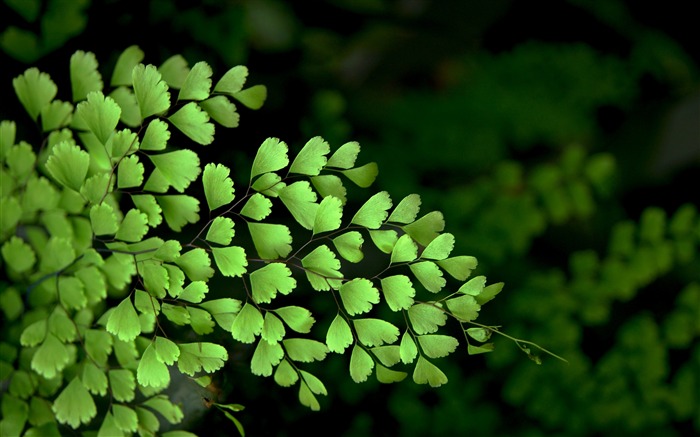 Folha de grama deixa planta-Macro Photo HD Wallpaper Visualizações:8662