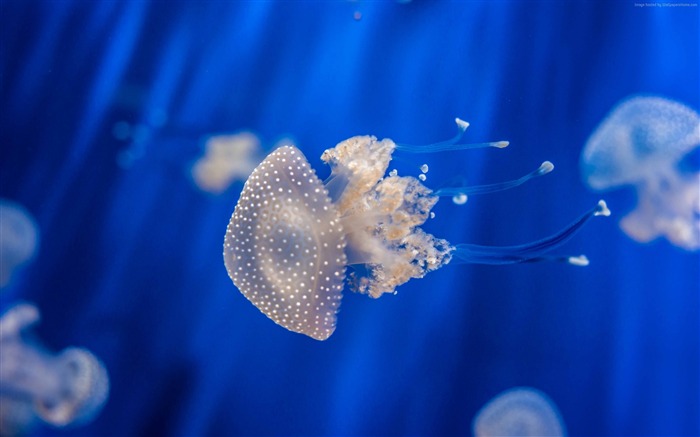 Jellyfish medusa genoa-Marine life HD Wallpaper Views:10252 Date:2016/3/20 8:25:59