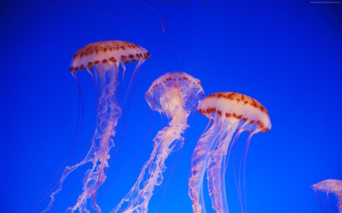 水母太平洋-海洋生物高清壁纸 浏览:11896