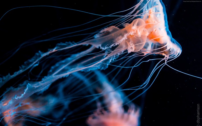 Jellyfish underwater-La vie marine HD Fonds d'écran Vues:13379