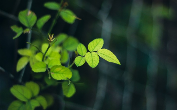 Folhas verdes da selva - foto macro foto HD Visualizações:7283