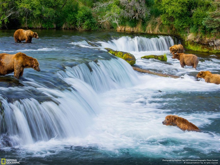 King Salmon Alaska United States-National Geographic Photo Wallpaper Views:7803 Date:2016/3/19 1:46:53