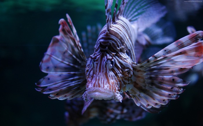 Lionfish budapest tropicarium-La vie marine HD Fonds d'écran Vues:10074