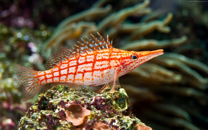 Longnose hawkfish underwater-Marine life HD Wallpaper Views:11776 Date:2016/3/20 8:21:22