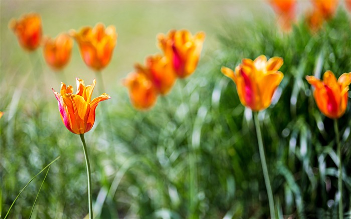 Orange tulips bokeh-Spring Flowers HD Wallpaper Views:8160 Date:2016/3/28 7:12:10