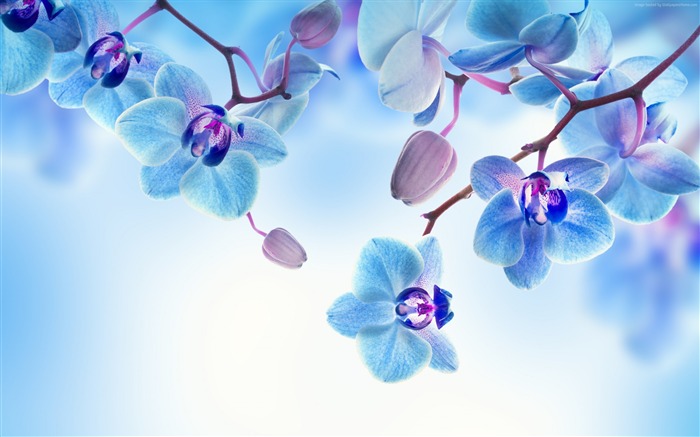 Orchid flowers blue-High Quality HD Wallpaper Views:23514 Date:2016/3/24 7:29:11