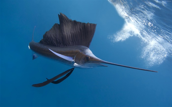 Pacific sailfish thailand indian-Marine life HD Wallpaper Views:13142 Date:2016/3/20 8:24:42