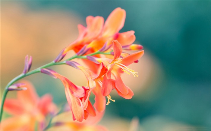 Pink Flower Blossom Bokeh-Spring Flowers HD Wallpaper Views:8762 Date:2016/3/28 7:16:29