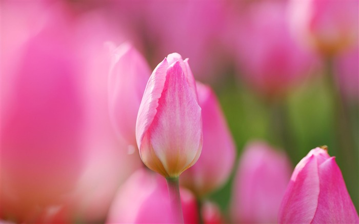 Pétalas de flores de tulipa rosa bokeh-Macro Photo HD Wallpaper Visualizações:7258