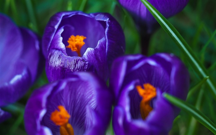 Purple blooming crocus macro-Spring Flowers HD Wallpaper Views:7968 Date:2016/3/28 7:00:00