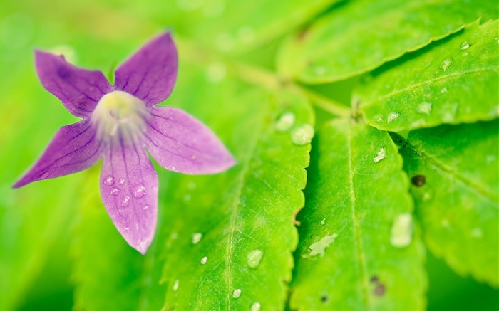 紫色的花葉芽 - 宏照片高清壁紙 查看次數:7420