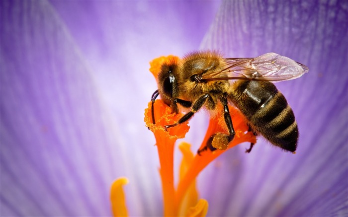 Pétalas de polinização de flor roxa - Macro Photo HD Wallpaper Visualizações:7943