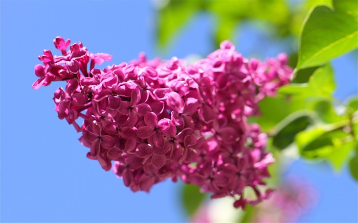 Red lilac blooming-Spring Flowers HD Wallpaper Views:9265 Date:2016/3/28 7:11:06