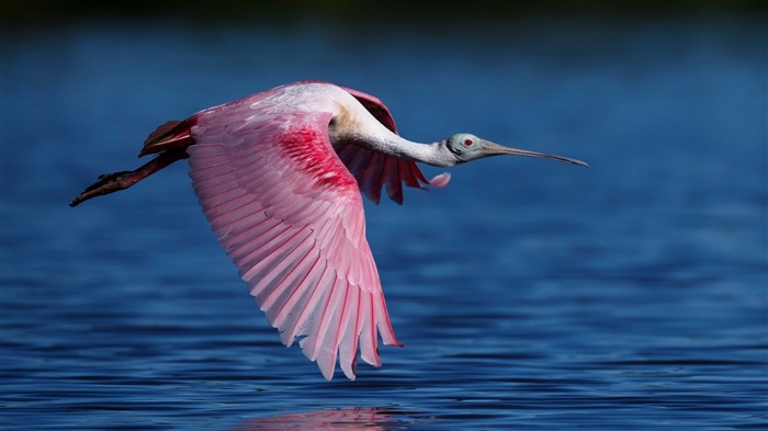 Spoonbill rosado que voa água-papel de parede de alta qualidade Visualizações:7757