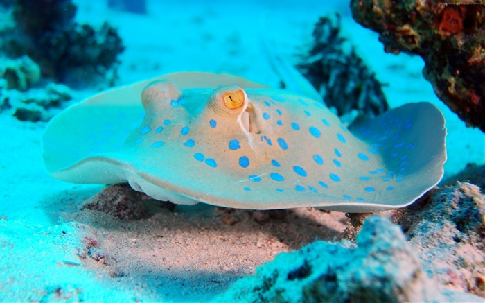 海埃及兄弟岛-海洋生物高清壁纸 浏览:10568