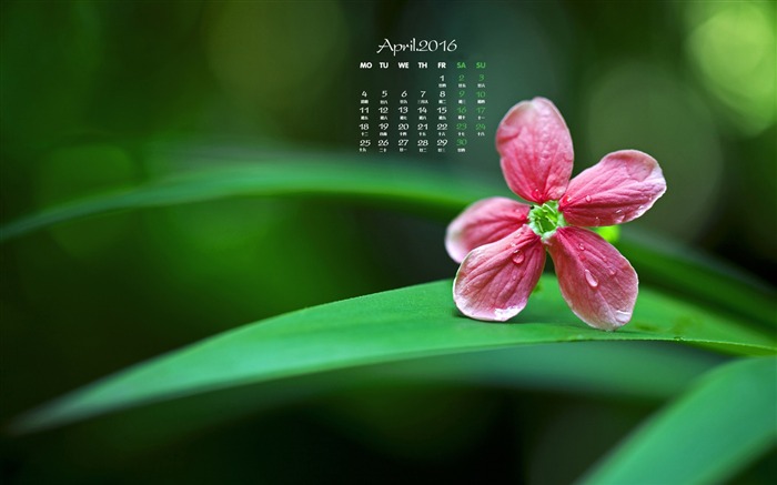 Small red flowers-April 2016 Calendar Wallpaper Views:6922 Date:2016/3/30 8:46:53