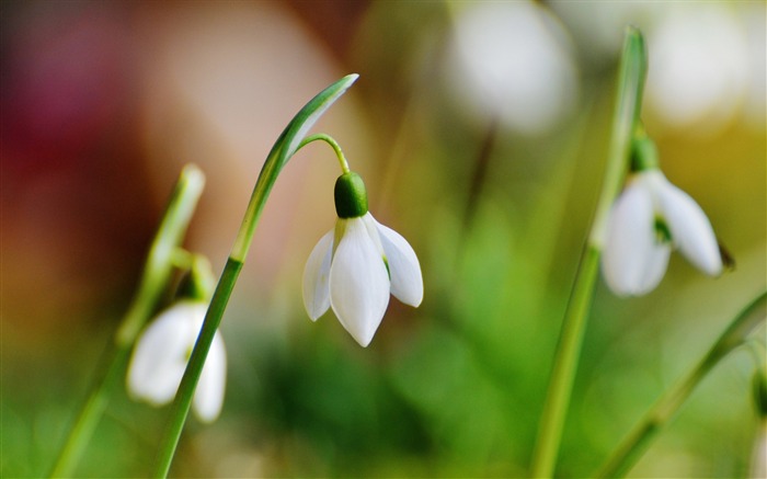 Snowdrop bokeh-Spring Flowers HD Wallpaper Views:7485 Date:2016/3/28 7:14:28