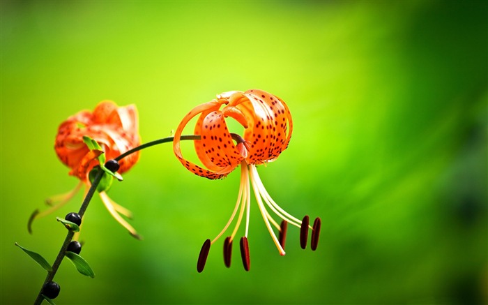 Tiger lily green background-Spring Flowers HD Wallpaper Views:8767 Date:2016/3/28 7:17:27