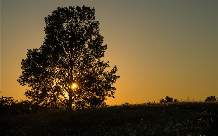 Tree Silhouette-Allemagne Rugen HD Fonds d'écran Vues:5982