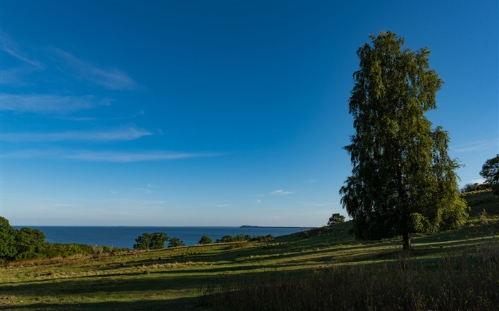 Arbre et de la mer-Allemagne Rugen HD Fonds d'écran Vues:6732