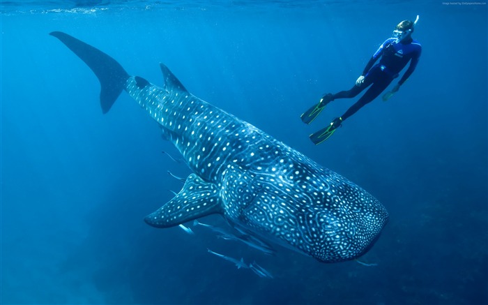 Whale shark palau indian pacific-Marine life HD Wallpaper Views:21372 Date:2016/3/20 8:30:42