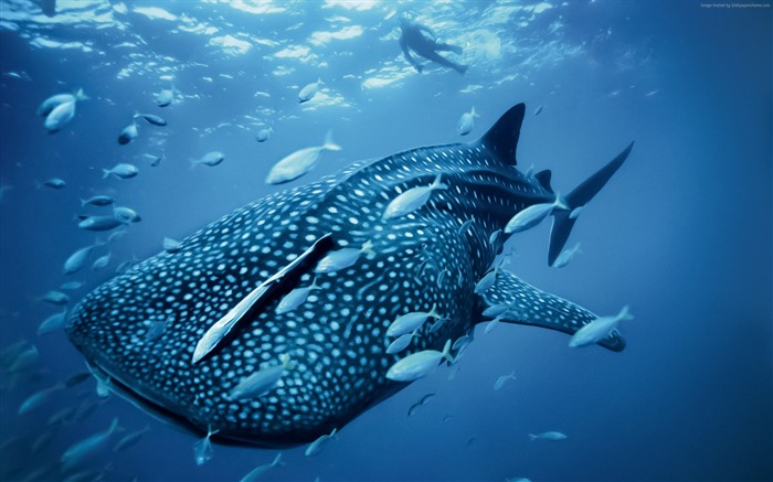 requin baleine palau philippines-La vie marine HD Fonds d'écran Vues:20532