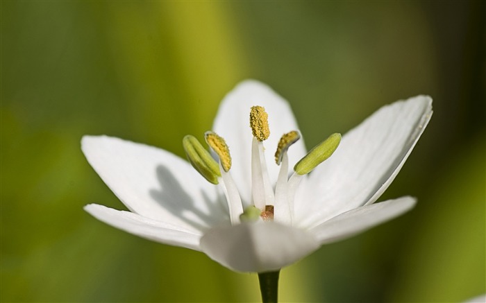 Flores brancas pistil-Macro Photo HD Wallpaper Visualizações:7254