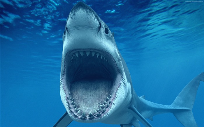 requin blanc aruba caribbean-La vie marine HD Fonds d'écran Vues:19323