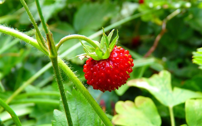 Wild berry ripe leaves-High Quality HD Wallpaper Views:8325 Date:2016/3/11 6:31:34