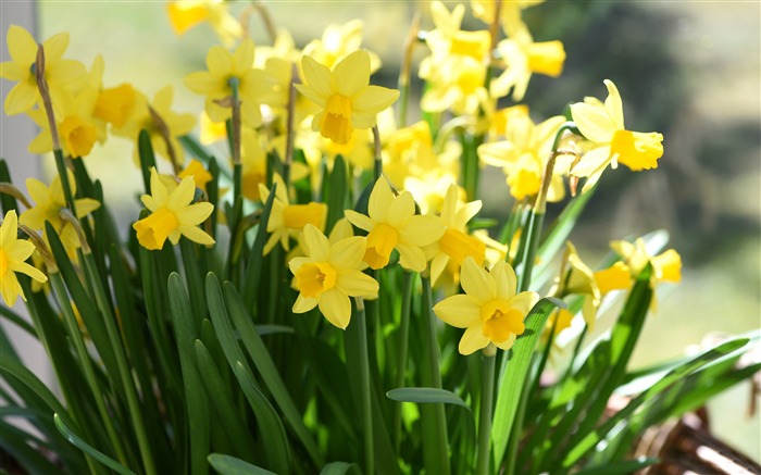 Yellow Daffodils-Spring Flowers HD Wallpaper Views:9770 Date:2016/3/28 7:03:08