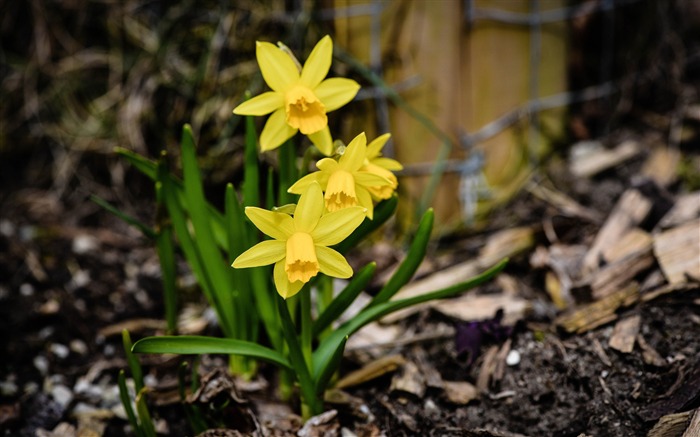 Yellow daffodils blooming-Spring Flowers HD Wallpaper Views:7529 Date:2016/3/28 7:03:55