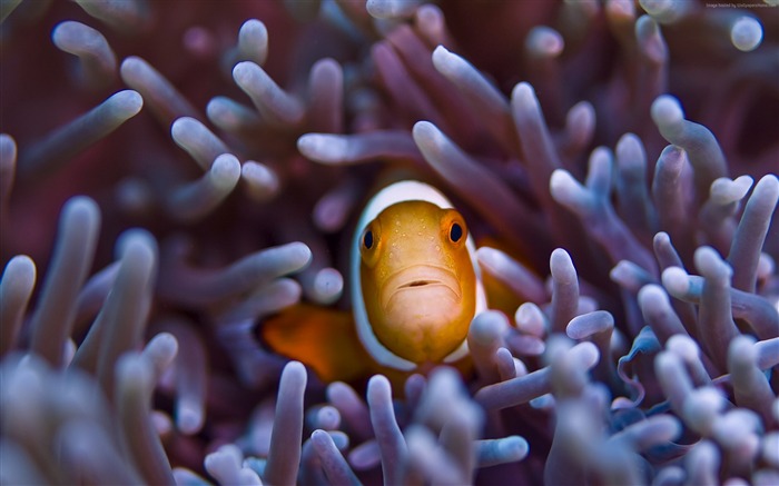 clownfish gili island bali-Marine life HD Wallpaper Views:9645 Date:2016/3/20 8:12:12