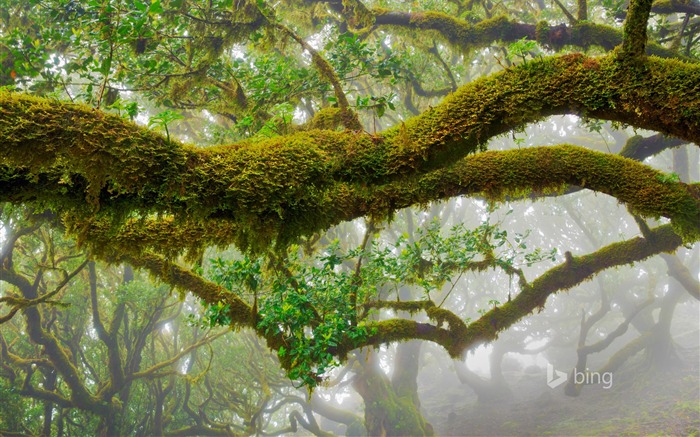 árboles de laurel Madeira Natural Park Portugal-2016 Bing Fondos de escritorio Vistas:6498