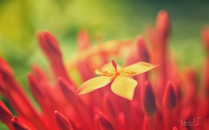 flor vermelha bokeh-Macro foto HD Wallpaper Visualizações:7210