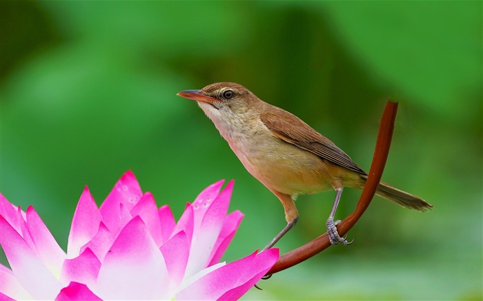 World Animal Elves Oiseaux photo fond d'écran Vues:24825