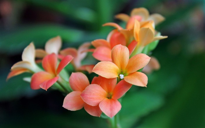 Flores lindas de pétalas flores - Plantas Macro Papéis de Parede de Fotografias Visualizações:9054