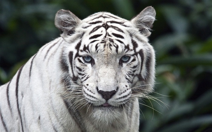 Beautiful white tiger-Wild Animal HD Wallpaper Views:17486 Date:2016/4/18 8:43:54