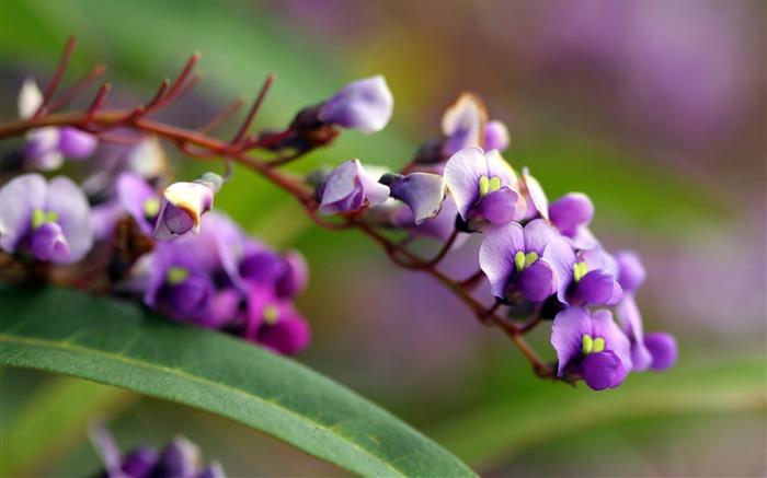 Flor de brilho de ramo - Plantas Macro Papéis de Parede de Foto Visualizações:6591