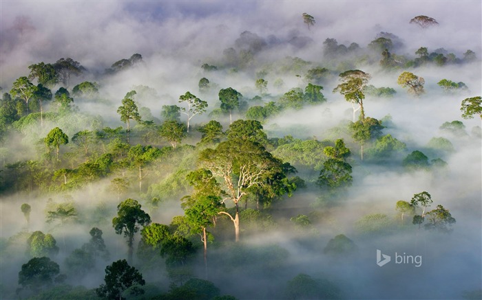 Danum Valley Conservation Area Sabah Malaysia-2016 Bing Desktop Wallpaper Views:9203 Date:2016/4/4 7:57:17