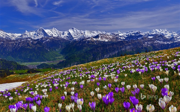 Early blooming crocus-2016 Bing Desktop Wallpaper Views:12136 Date:2016/4/4 7:59:53