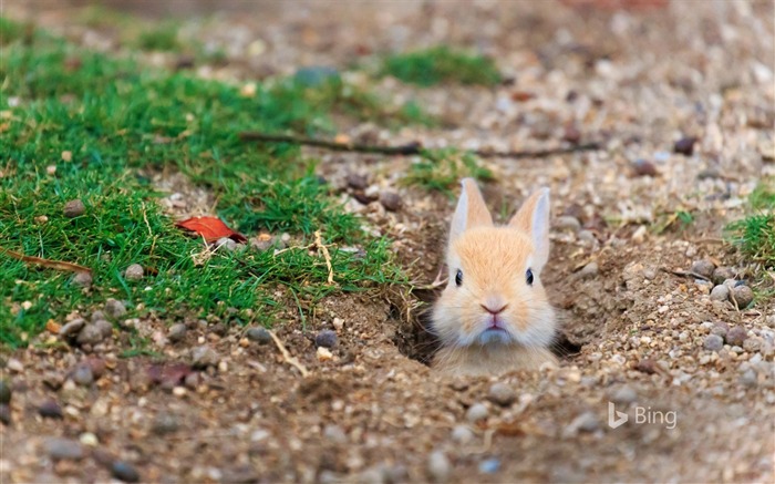 Feral domestic rabbit Okunoshima Island-2016 Bing Desktop Wallpaper Views:14448 Date:2016/4/4 7:54:50