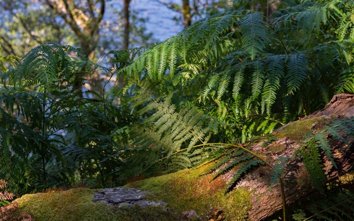 Fern e Wood-Scotland Photography Wallpaper Visualizações:7264