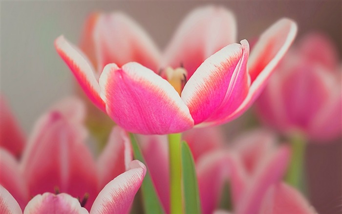 Flor abierta blanca rosa Tulip-Spring Nature HD fondo de pantalla Vistas:9893